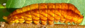 Graphium macfarlanei macfarlanei - Final Larvae